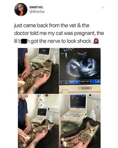 pregnantcat