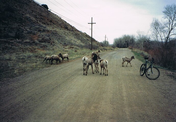 TravisBike