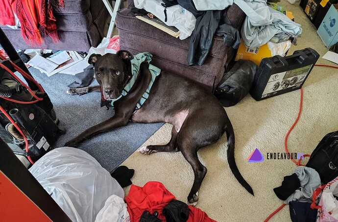 Rune-laying-on-the-floor-being-CUTE-EndeavourOS-Purple-Linux-HD