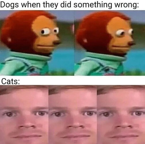 animal-dogs-they-did-something-wrong-cats