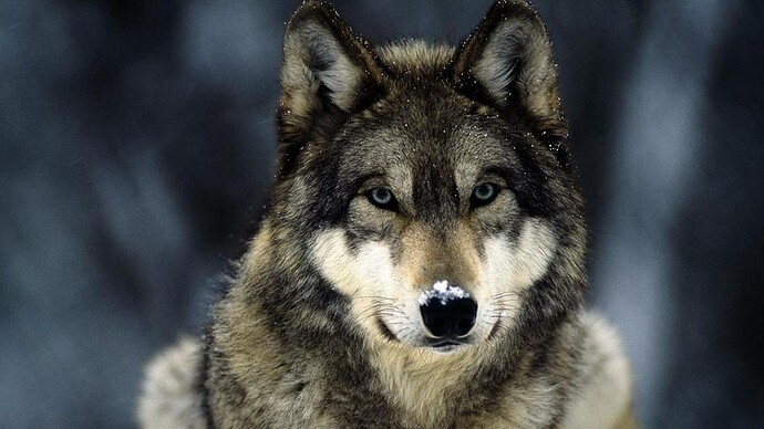 1920x1200-px-animals-wolf-750421-wallhere.com