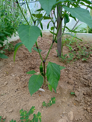 IMG_20260807_092138483_HDR