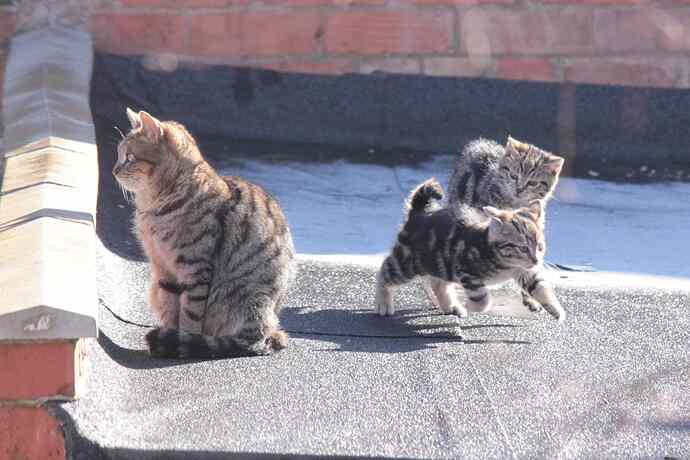 kittens_on_roof