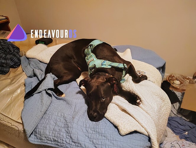 Rune-the-dog-EndeavourOS-X