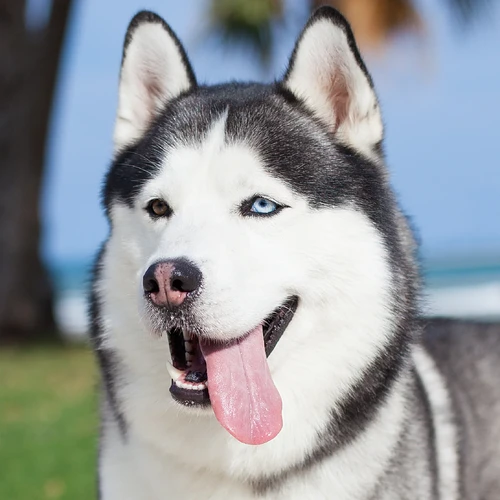 Happy_Husky