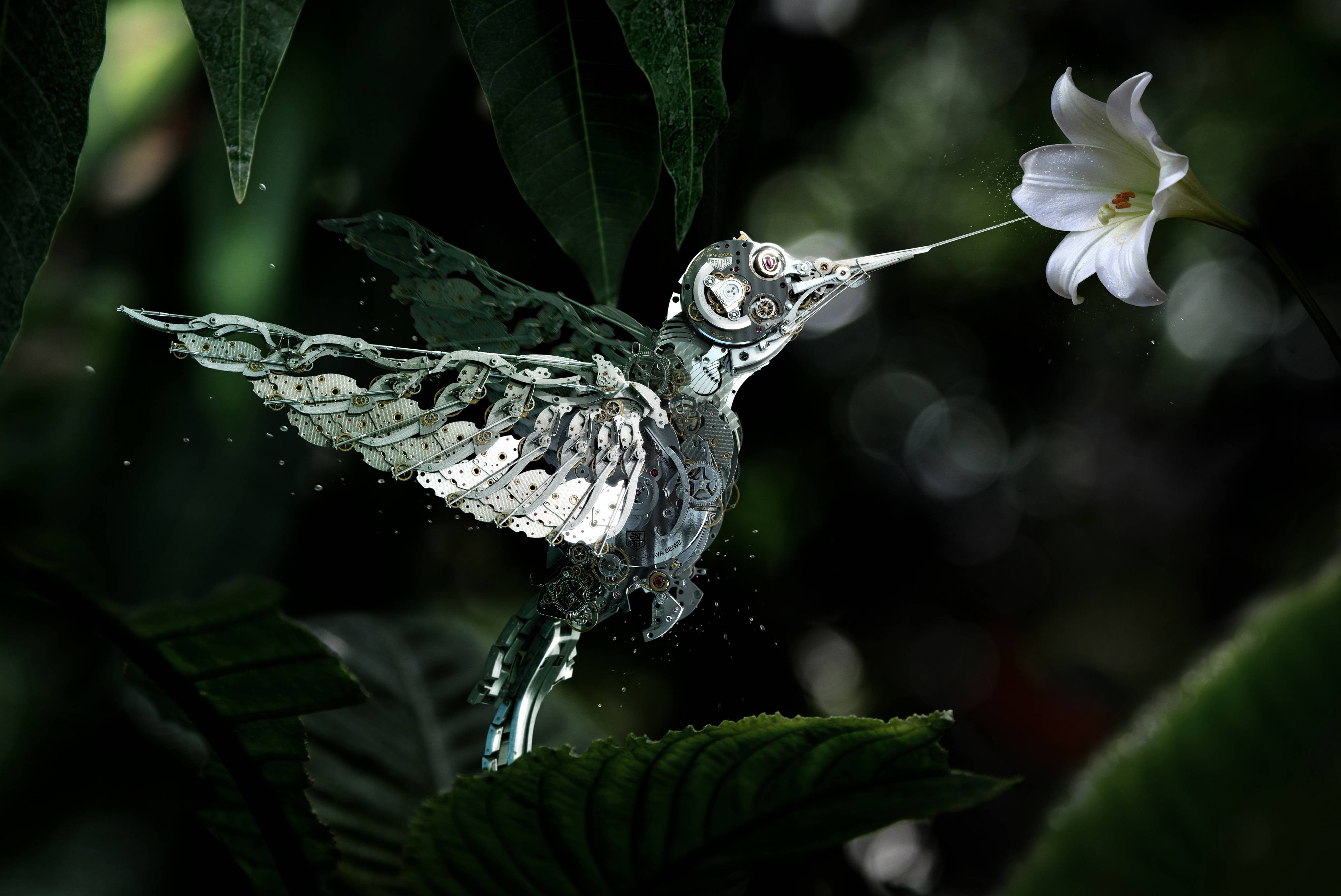 67206-nature-birds-hummingbirds-gears-white_flowers