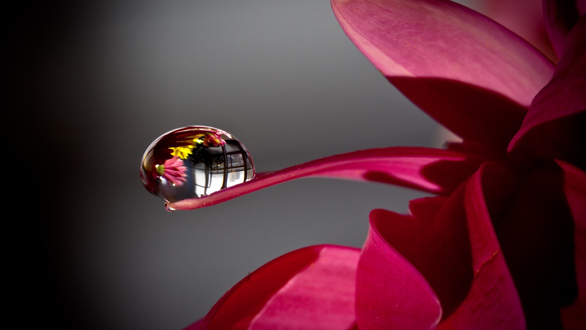 2560x1600-px-depth-dew-drops-field-flowers-1743129-wallhere.com