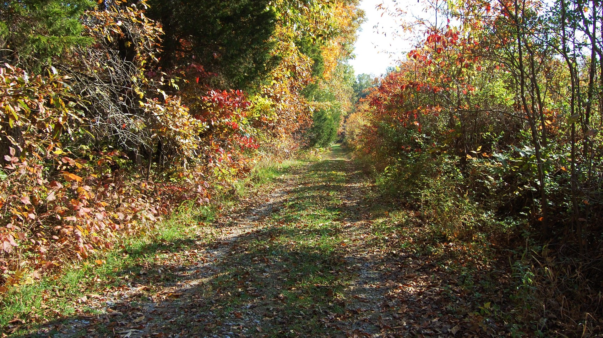 road-autumn-autumnfoliage-trees-greenleaves-USA-985132-wallhere.com