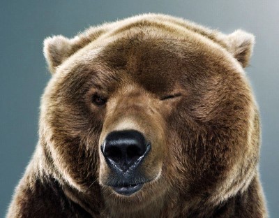 funny-bear-images-lol-animals-photos-mojly-Bear-With-Funny-Face-Expression