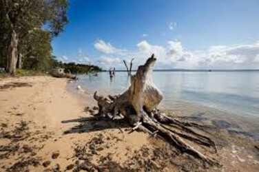 macleay