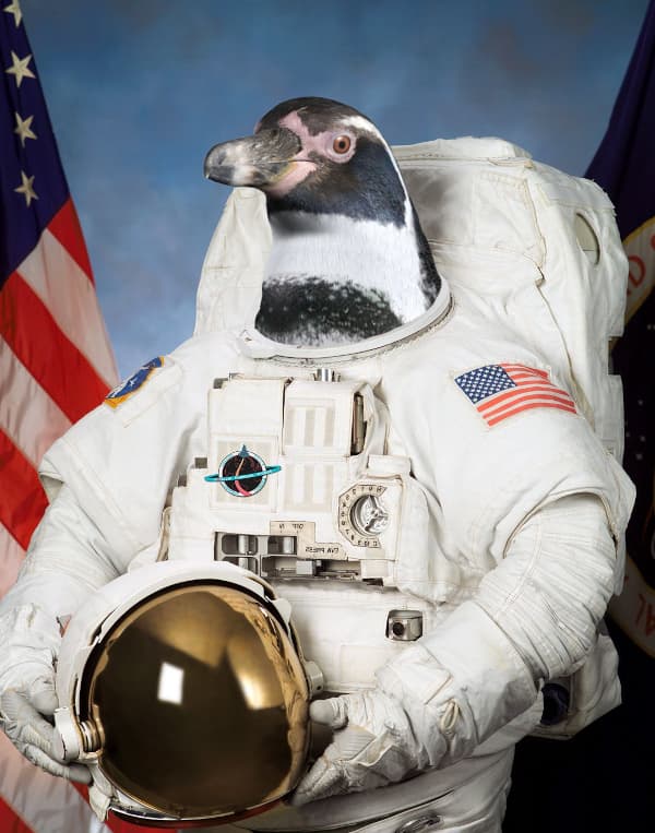 spacepenguin