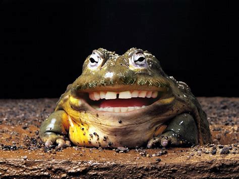 laughing-frog