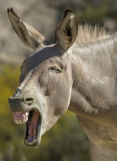 donkey
