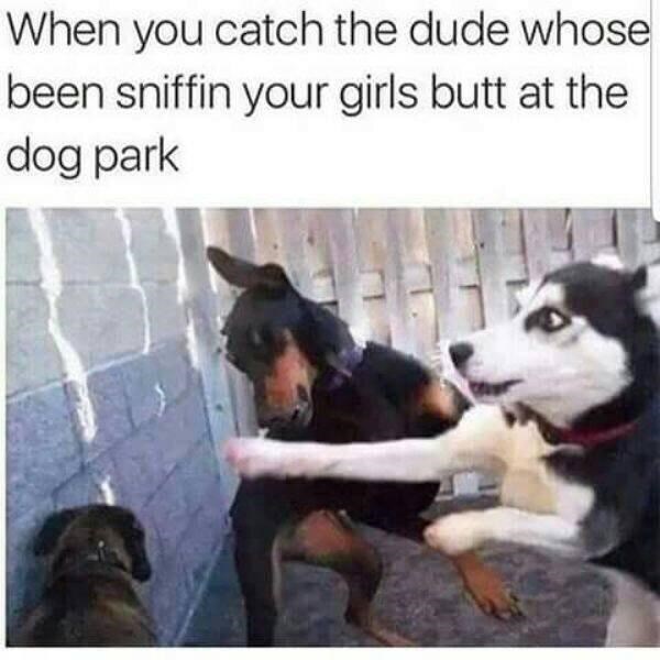 catch-dude-whose-been-sniffin-girls-butt-at-dog-park