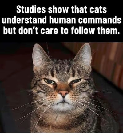 catcommands
