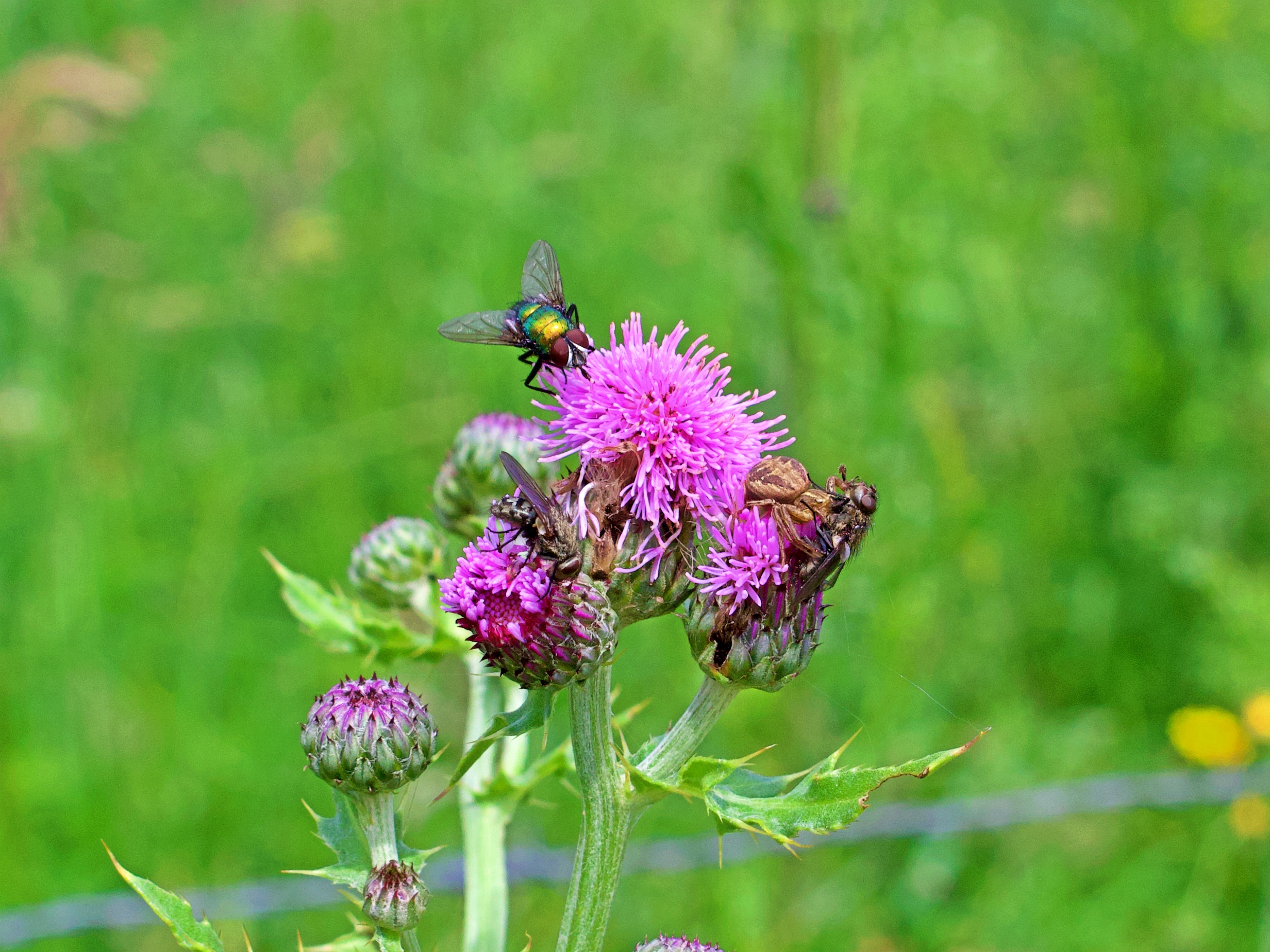 IMG_0321_crop