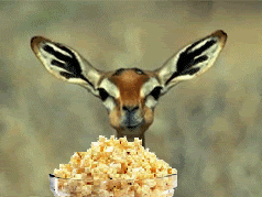 popcorn eating