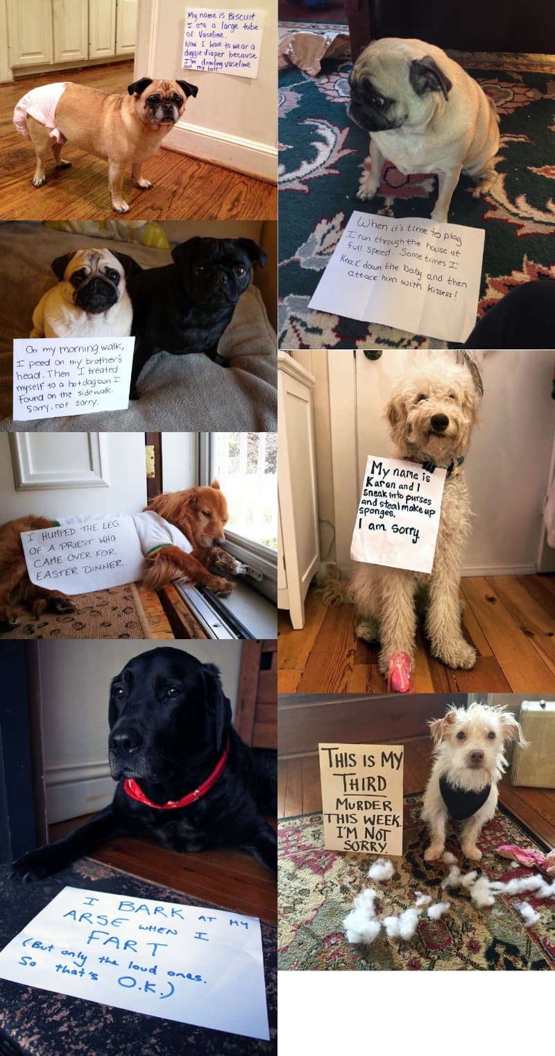 dog-shaming