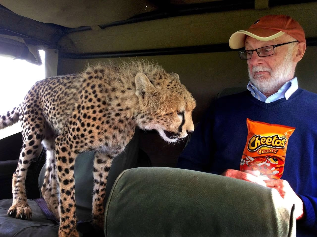 cheeta