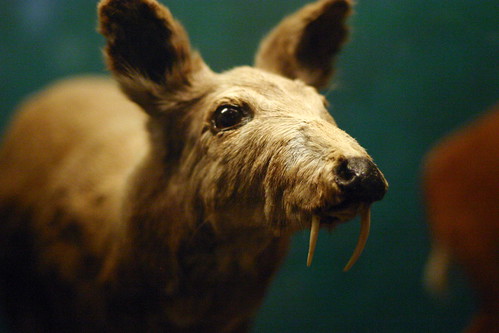 Musk deer