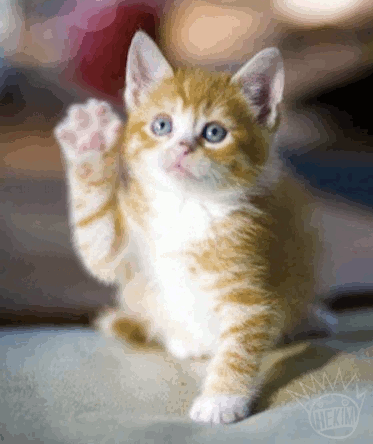 cat-waving-gif-3