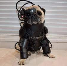 wardog