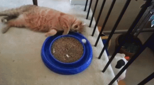 cat-nap-time
