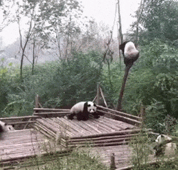 pandabears