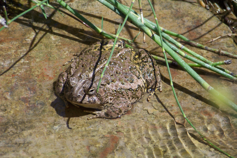 pond toad 2_800