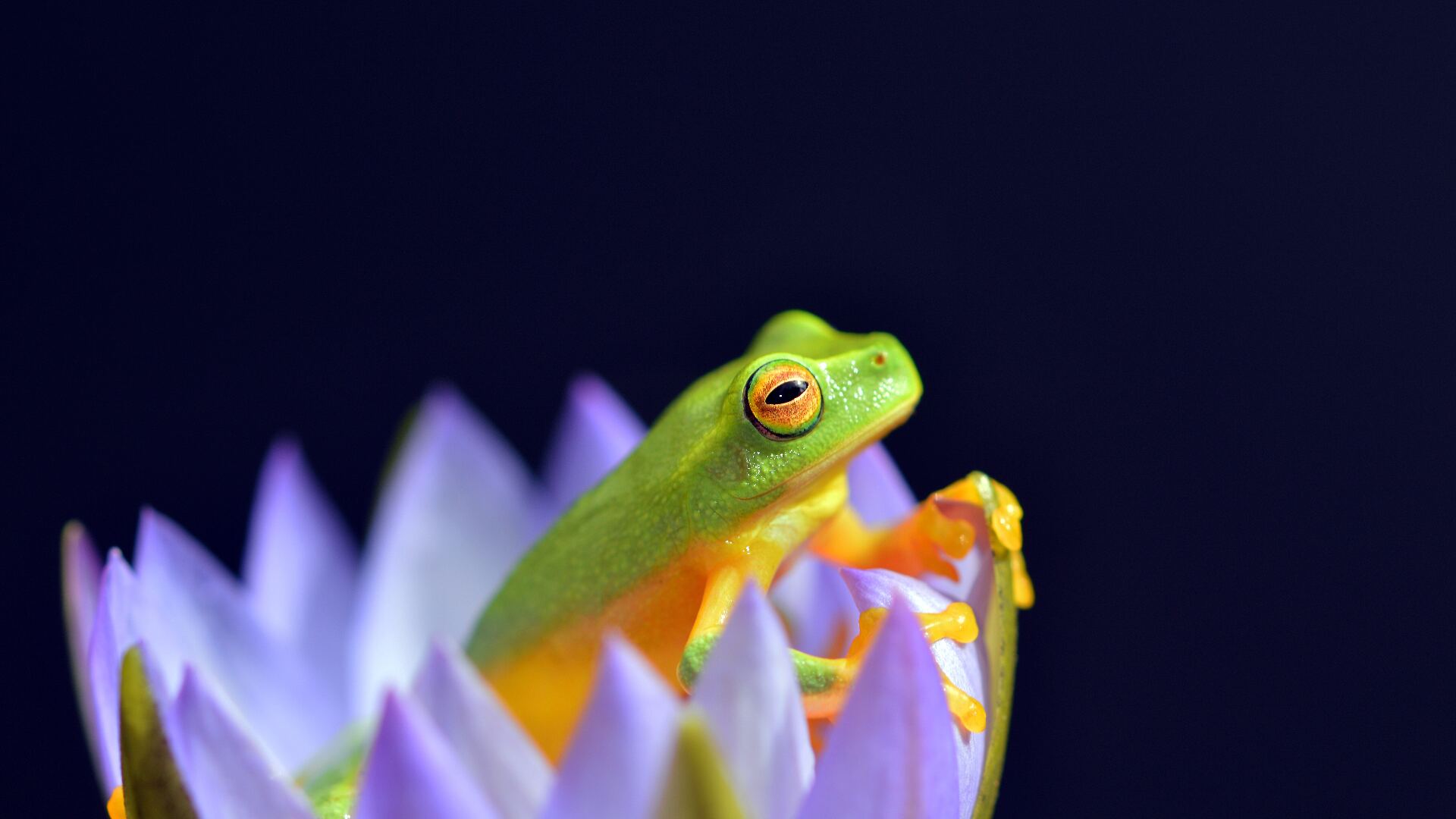1920x1080-5403057-frog-tree-frog-petal-macro-frog-eye-flower-david-clode-wake-up-frog-close-up-frog-litoria-gracilentum-dainty-treefrog-waterlily-frog-rise-and-shine-green-creative-commons-images