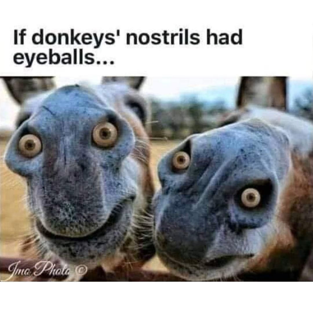 donkeyeyes