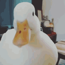 duck-funny-pets