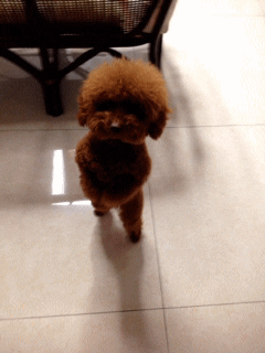 giphy (3)