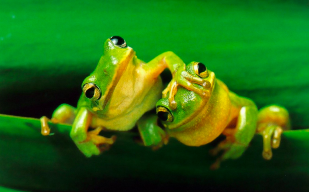 two-frogs