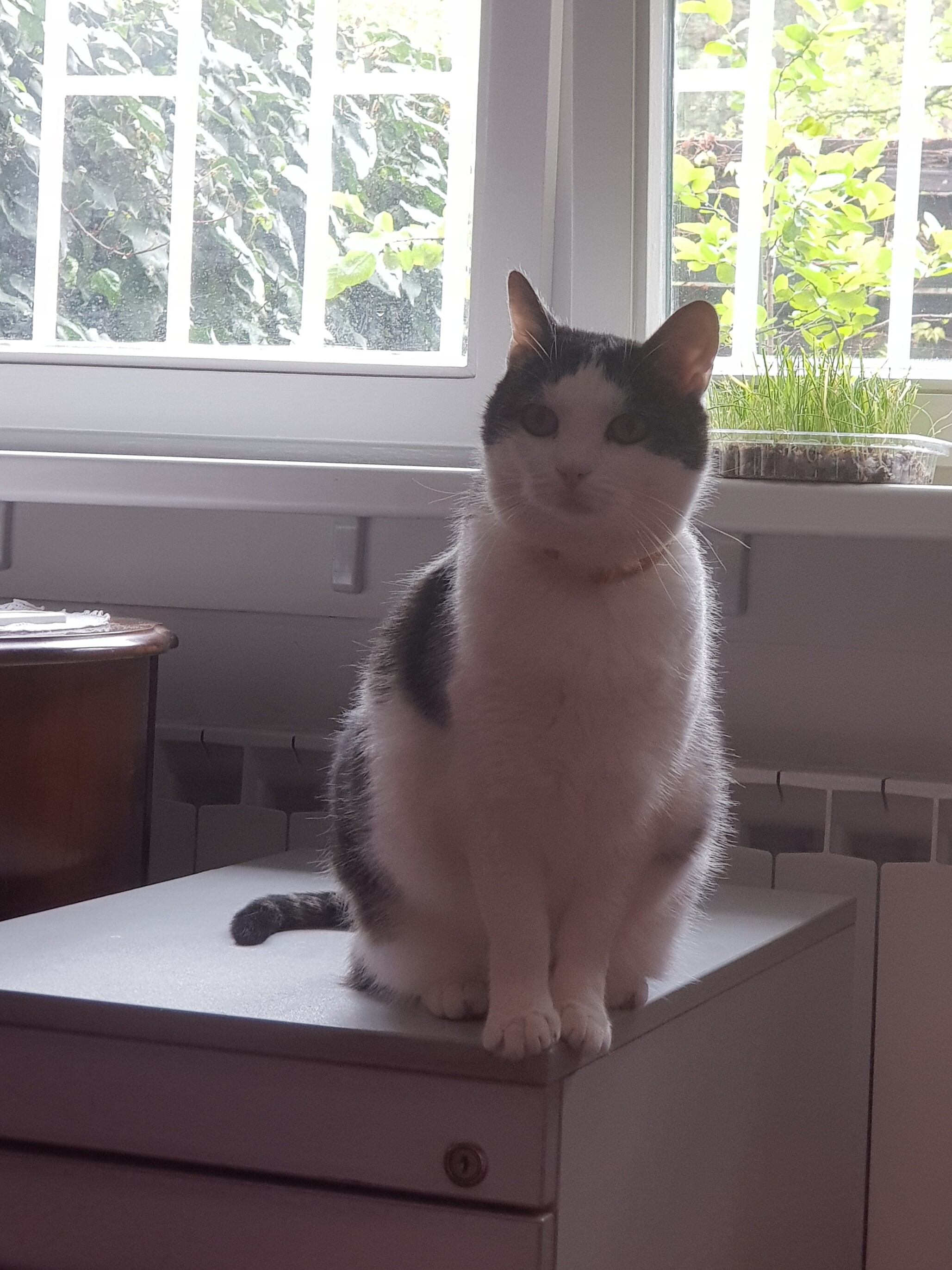 cat