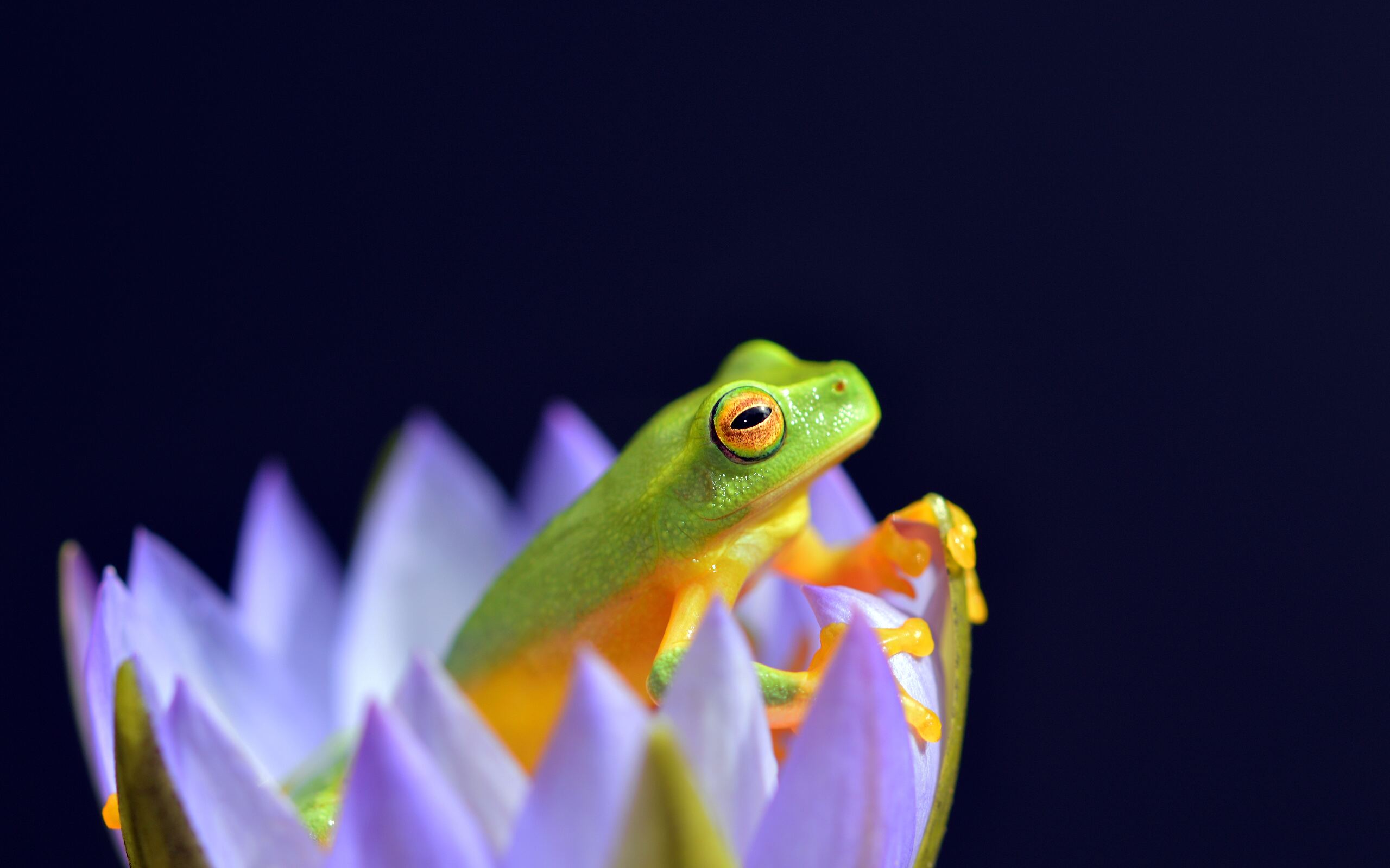 2560x1600-5403057-frog-tree-frog-petal-macro-frog-eye-flower-david-clode-wake-up-frog-close-up-frog-litoria-gracilentum-dainty-treefrog-waterlily-frog-rise-and-shine-green-creative-commons-images