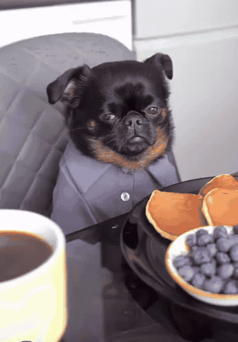morning-coffee-dog-upset-tired-miserable-pancakes-breakfast-morning_2