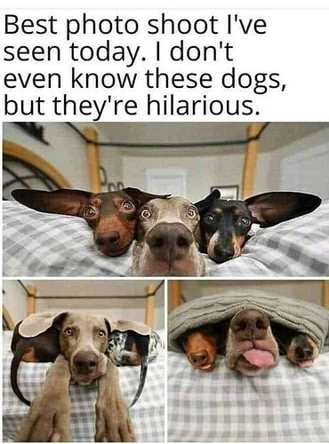 humoursdogs