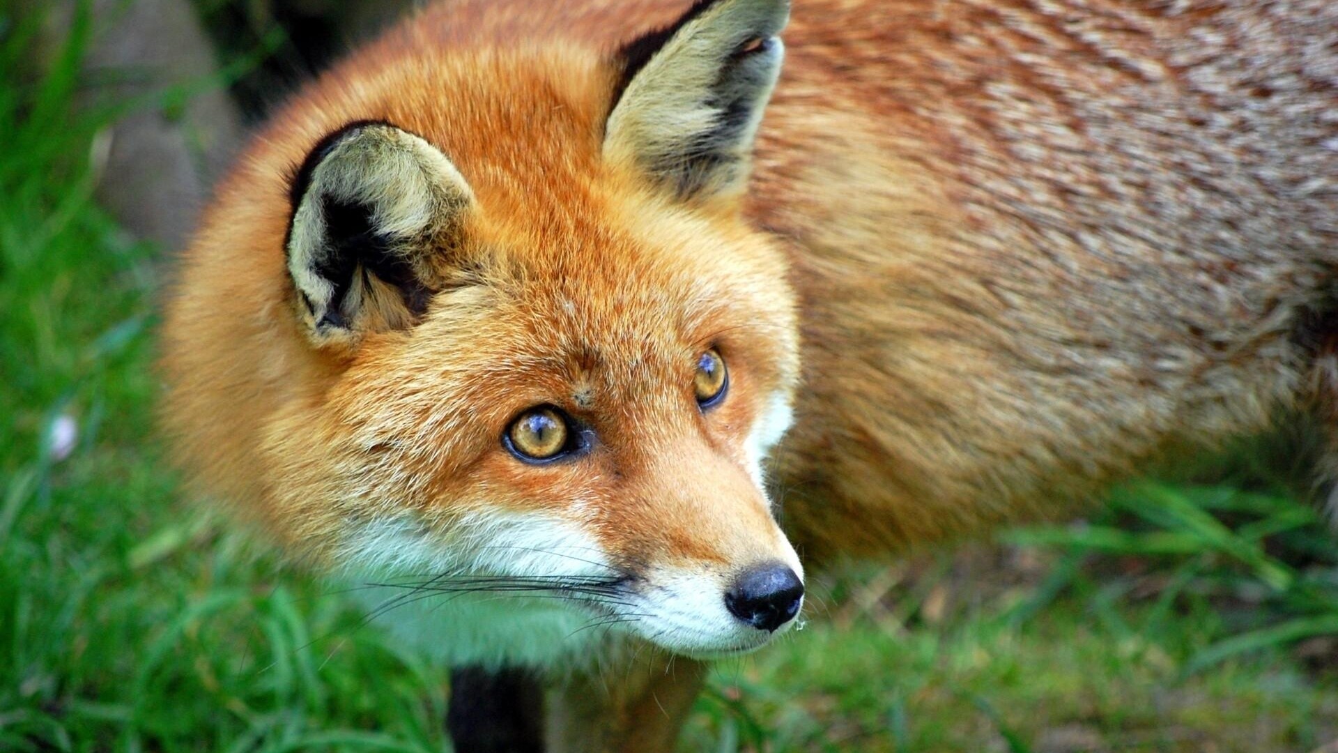 fox-grass-hair-1061981-wallhere.com
