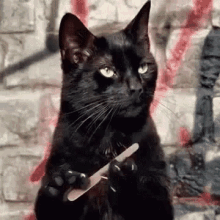 waiting-cat-filing-nail
