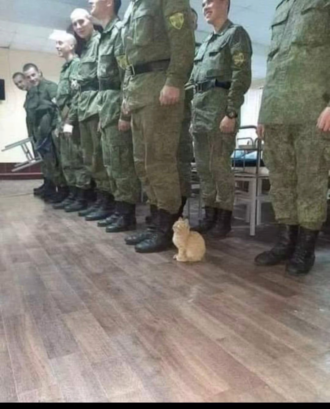 catsoldier