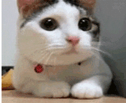 Cat No GIF