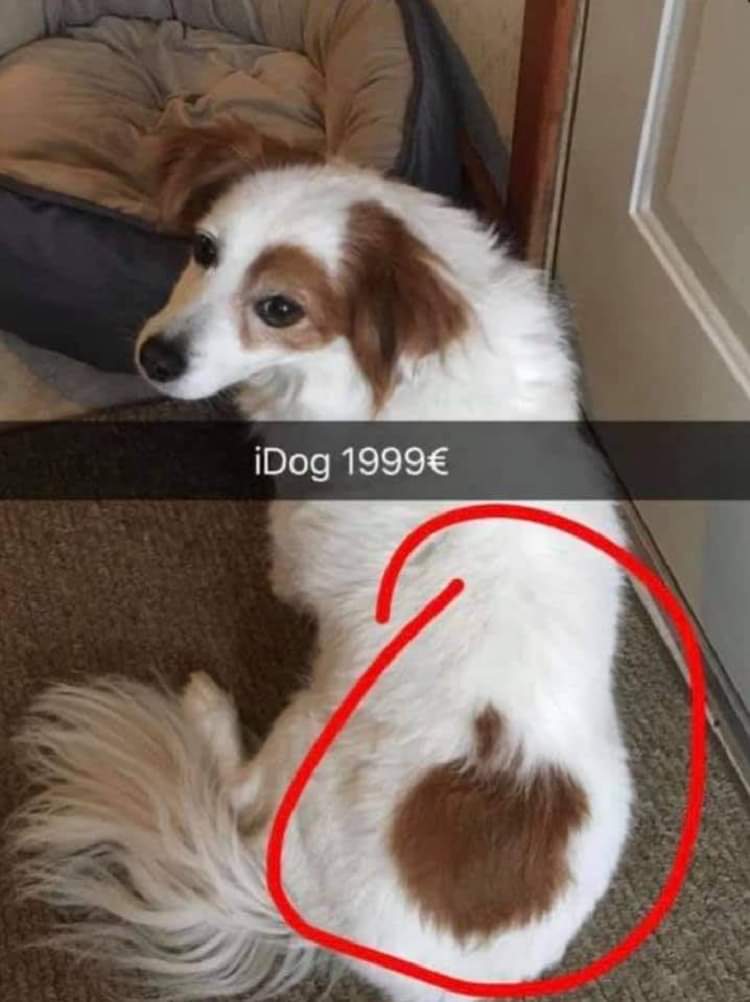 dog