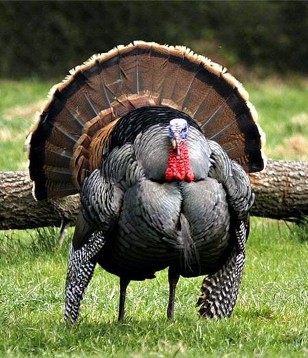 ugly-ass-turkey