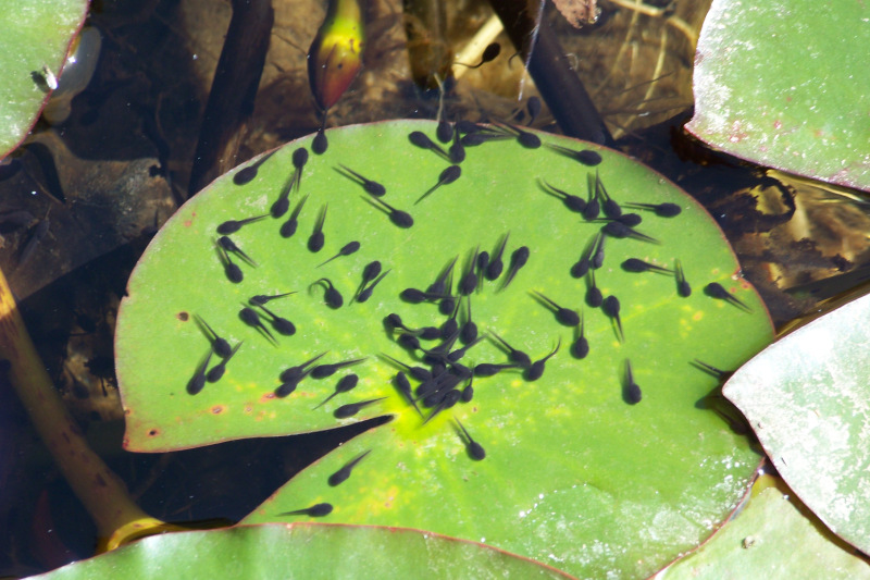 100_1918_tadpoles_800