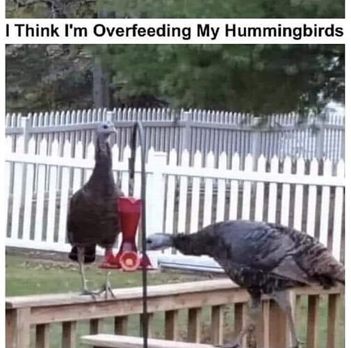 overfedhumingbird