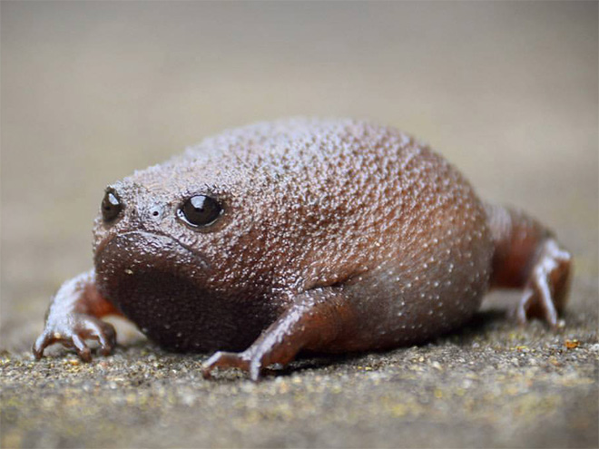 grumpy-frogs19