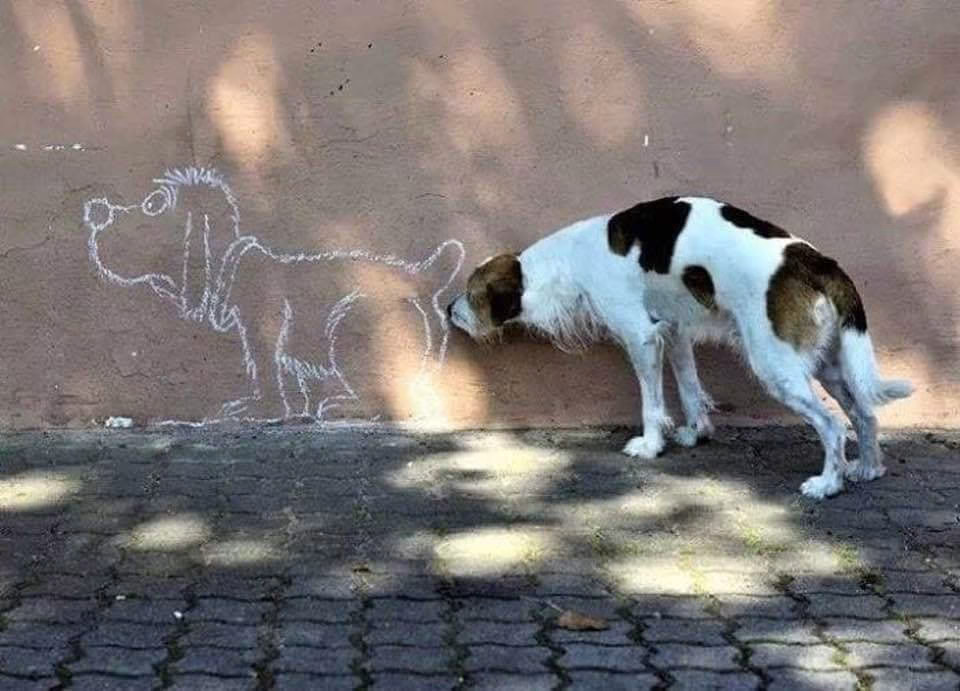 sniff