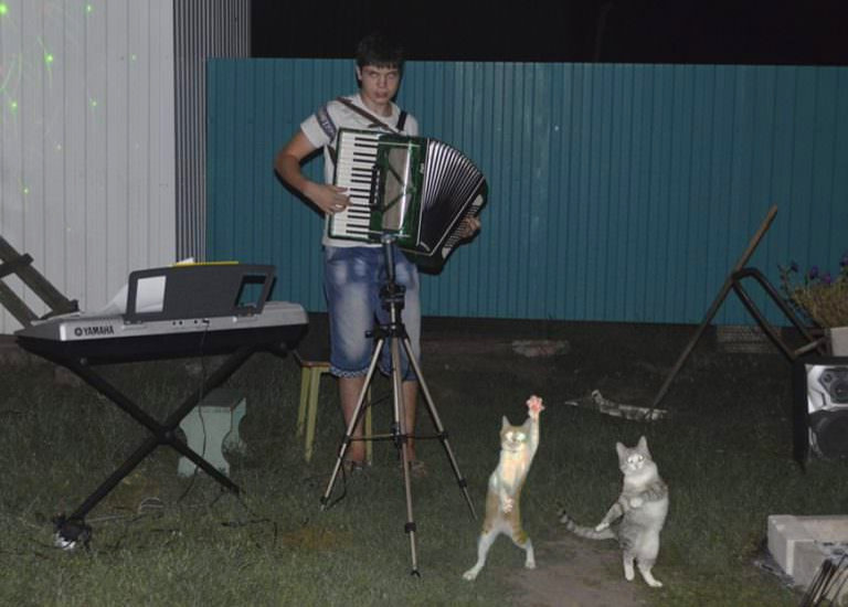 accordian_cat_party