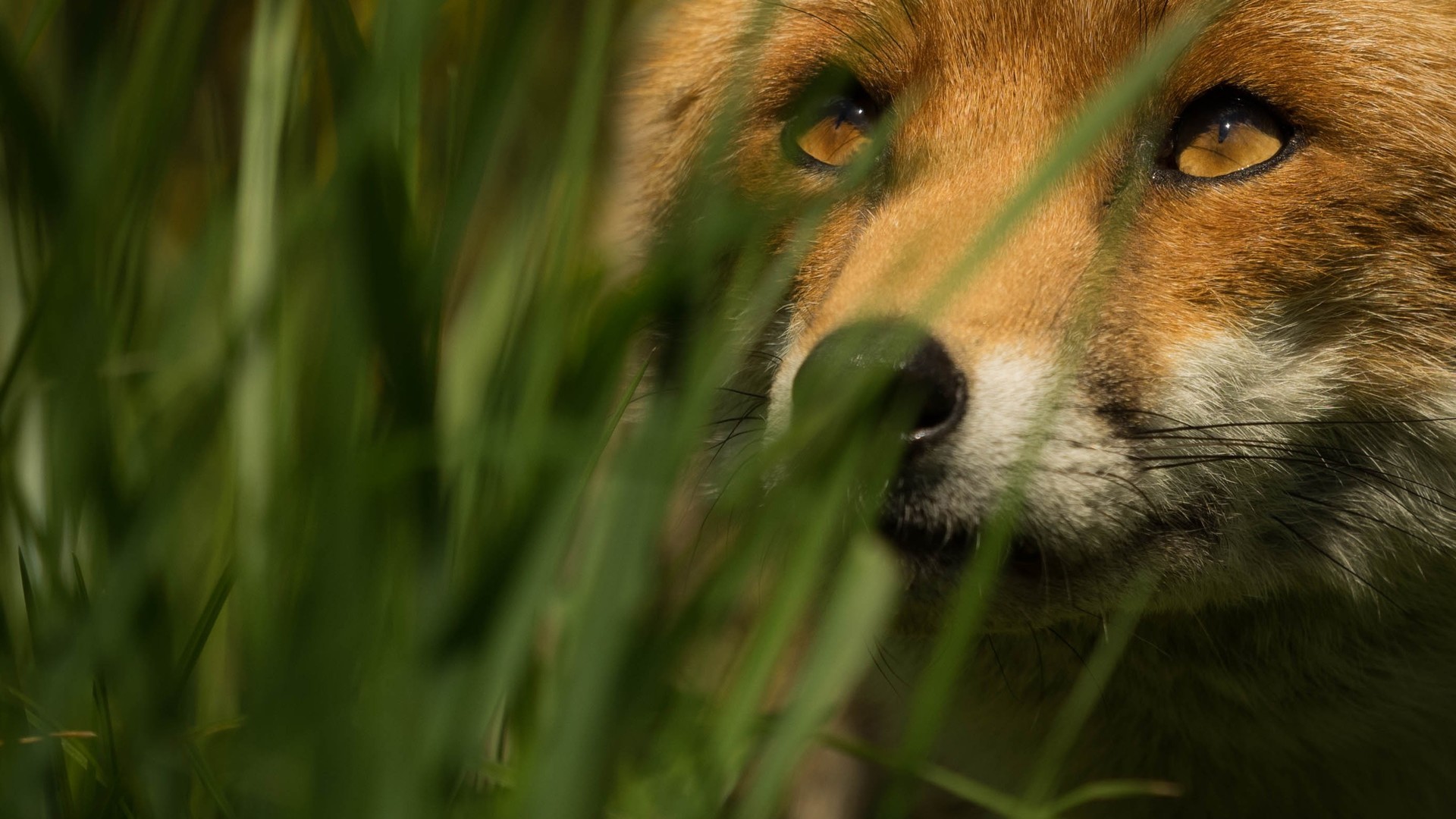 animals-nature-grass-macro-wildlife-fox-93242-wallhere.com